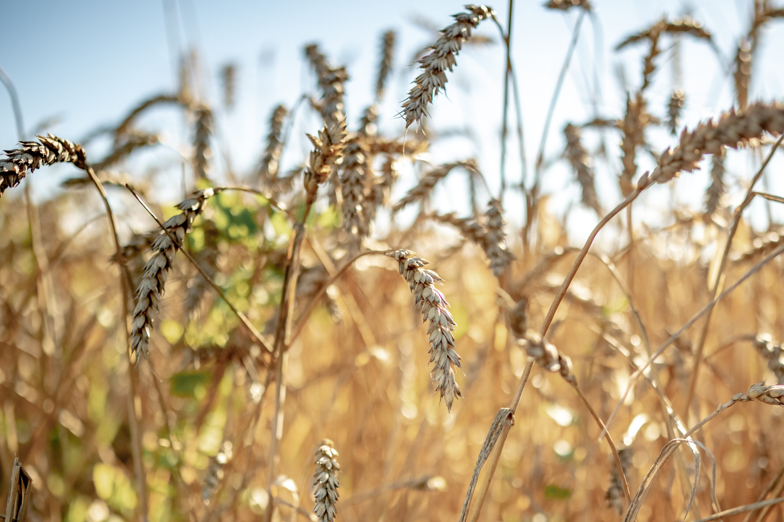 Ears of rye in the field. A field of rye on a summer day. Harvesting, grain crops. Shallow depth of field