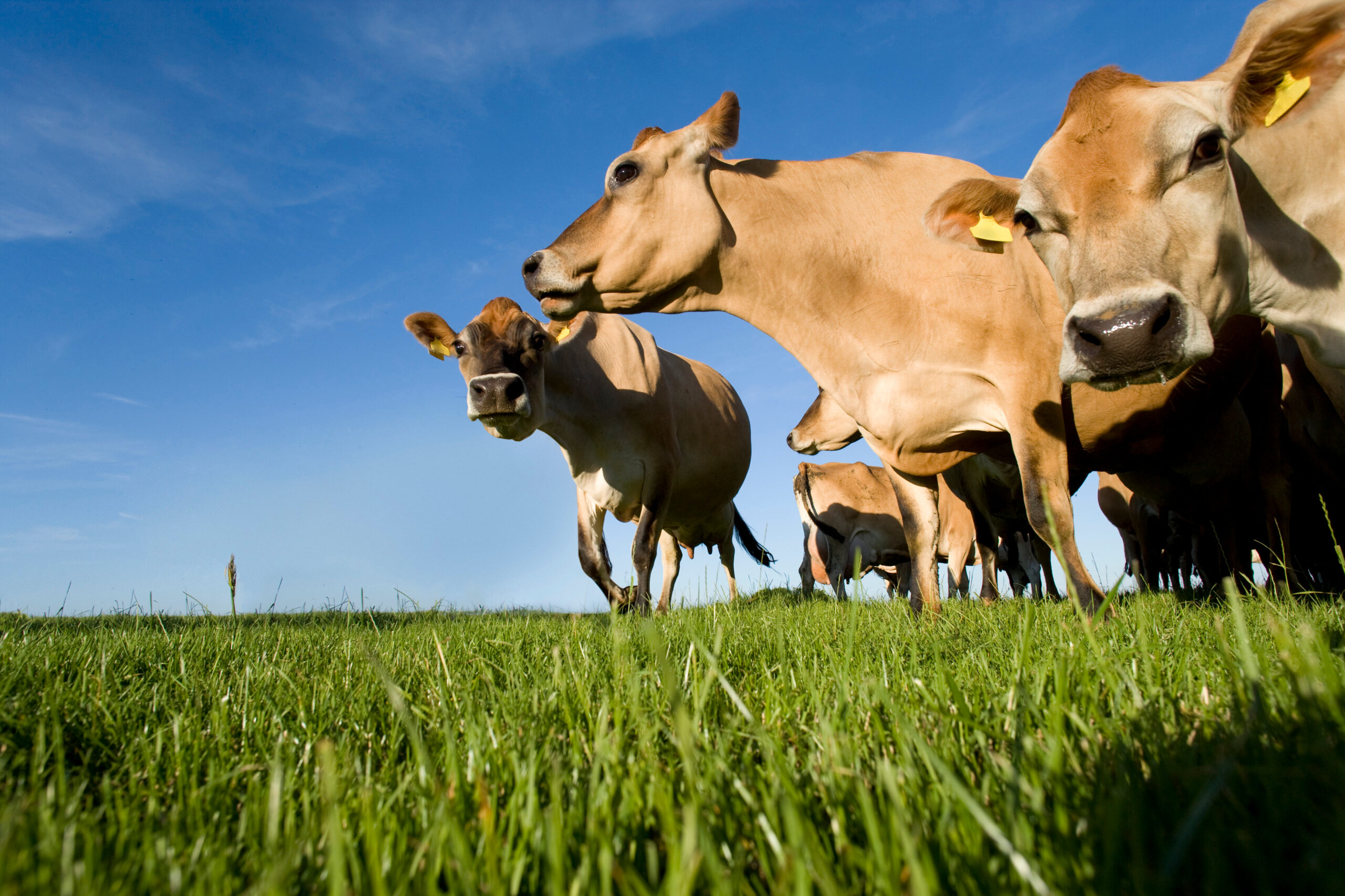 herd-of-jersey-cattle-grazing-in-field-on-livestoc-2025-10-16-23-54-24-utc