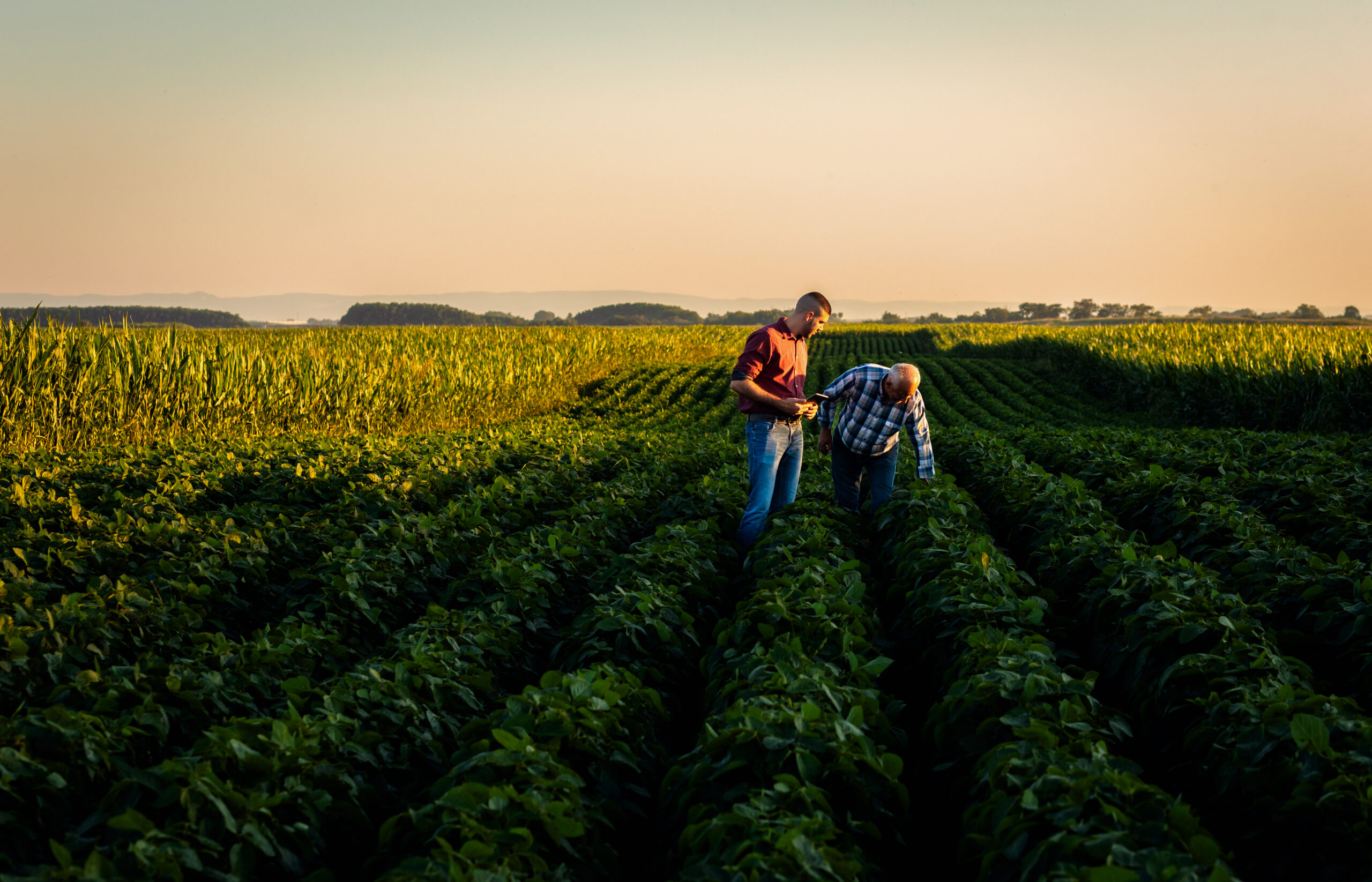 Two farmers walking in a field examining soy crop.